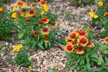 Orange ornamental flowers outdoors in the park.