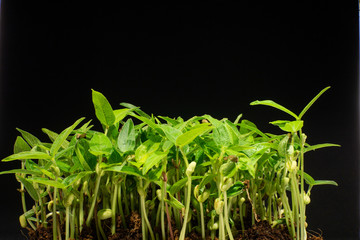 Legume shoots. Mung beans sprouting