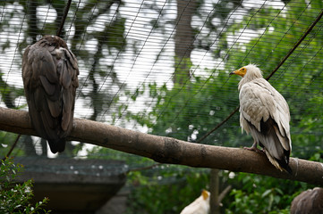 White bird scavenger on a branch in captivity.