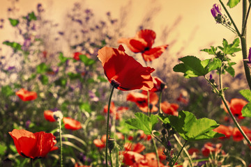 Ppoppies in field with bluish light