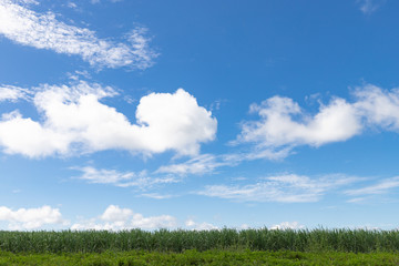 Obraz na płótnie Canvas サトウキビ畑と青空　背景素材