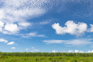 Fototapeta na wymiar サトウキビ畑と青空　背景素材