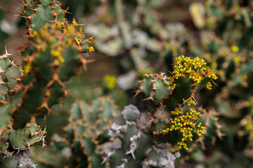 Cactus plant, Euphorbia ingens, Euphorbia candelabrum plant