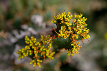 Cactus plant, Euphorbia ingens, Euphorbia candelabrum plant