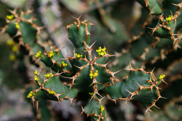 Cactus plant, Euphorbia ingens, Euphorbia candelabrum plant