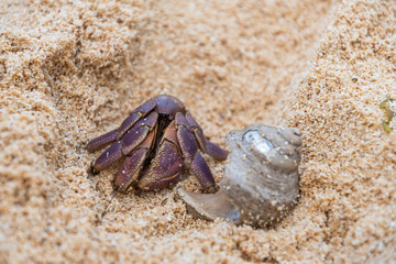 Hermit Crab