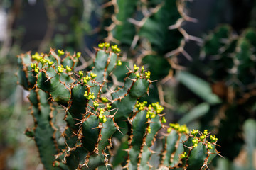 Cactus plant, Euphorbia ingens, Euphorbia candelabrum plant