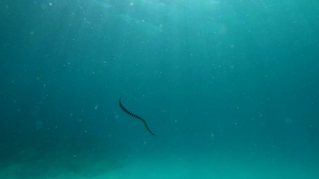 life of a tropical sea snake. snake swims in the blue turquoise water. sea snake hunts on the reef. sea snake on a tropical island Okinawa Japan