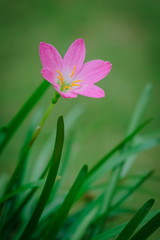 purple rain lily flower