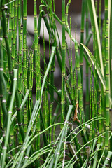 Fototapeta na wymiar Lush green stems of ornamental horsetail.