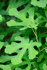 Ficus carica - Common fig green lush leaves.