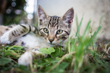 Getigerte graue kleine Katze guckt in die Kamera