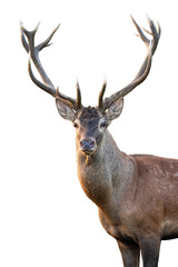 Close-up of red deer, cervus elaphus, stag head with antlers standing in summer isolated on white...