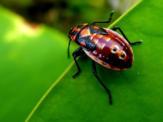 insecto en el borde de una hoja