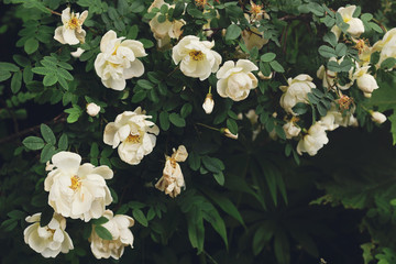 Bush of the white roses