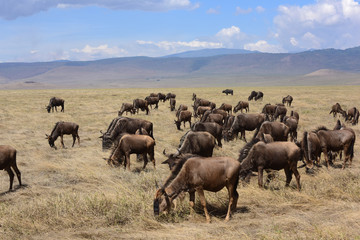 Naklejka na ściany i meble Gnuherde - Ngorongoro Conservation Area