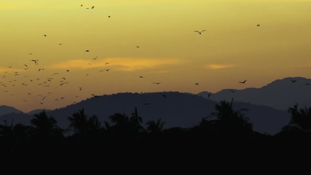 Dozens of Asian openbill or Asian openbill stork (Anastomus oscitans) enter their roost  silhouetted against a beautiful, golden  tropical sunset.