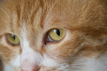 Fototapeta premium とら猫