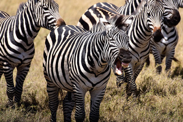 Fototapeta na wymiar Zebras - Ngorongoro Conservation Area - Tanzania