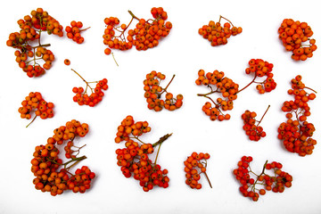 Mountain ash on a branch. Red Rowan on white background. Autumn nature. Bright background