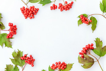 Autumn floral composition. Frame made of viburnum berries on white background. Autumn fall natural plants ecology fresh wallpaper concept. Flat lay top view copy space