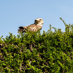 Burrowing Owl