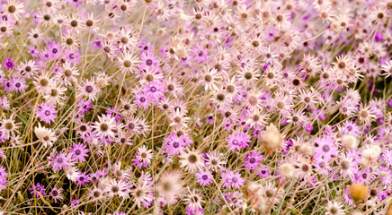 Summer floral background of bright violet daisies.