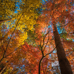 multi colour trees in the autumn forest