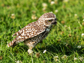 Burrowing Owl