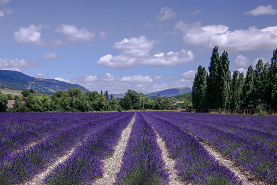 Lavendel im Sommer