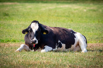 disease causing horn flies cattle fly cattle pests on a cow head