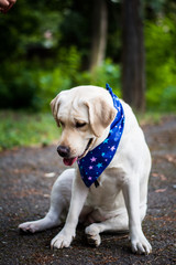 dog animals white labrador in blue arafatka stars in the meadow