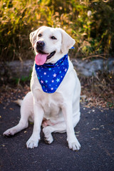 dog animals white labrador in blue arafatka stars in the meadow