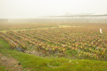 The pineapple field and mist