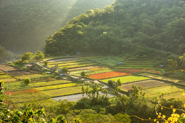 The view on the crop field in Taiwan