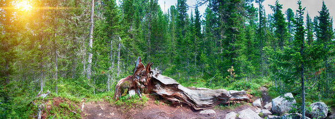 panoramic photo of a wild forest with an old dry fallen tree with a ray of light through the trees