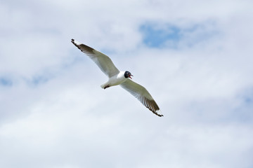 Mountain gull (Chroicocephalus serranus) in the air