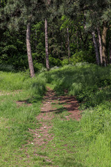 Path in the forest in the Little Carpathian mountains Slovakia. Under pine trees