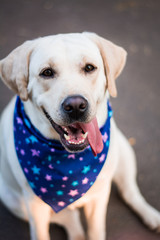 White and beige labrador posing in arafat dog clothes, groomer puppy
