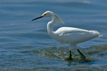 Snowy Egret (Egretta thula), copy taken in freedom