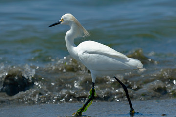 Snowy Egret (Egretta thula), copy taken in freedom