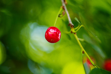 Ripe red cherry on a tree branch. Bright berry on a background of green foliage. The glare of the...