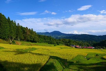 Fototapeta na wymiar 山吹の棚田より室根山を望む。大東　一関　岩手　日本。９月中旬。
