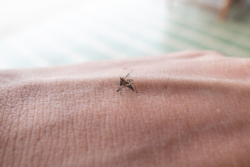Aedes mosquito sucking of human blood on skin