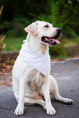 dog animals white labrador in arafatka in the meadow
