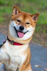 Japanese dog Shiba Inu sits on the street and looks at the camera.