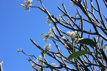 flower and blue sky