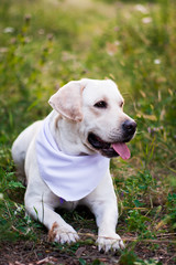 dog white labrador in arafatka serbernard dachshund shepherd