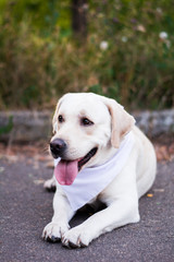 dog animals white labrador in arafatka in the meadow