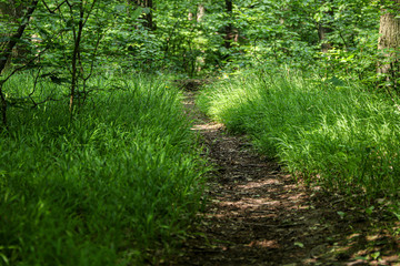 Path in the green forest in the Little Carpathian mountains in summer.